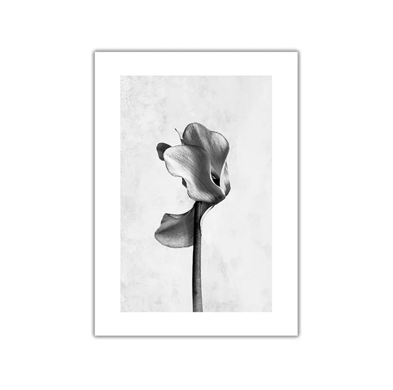 Canvas Paintings