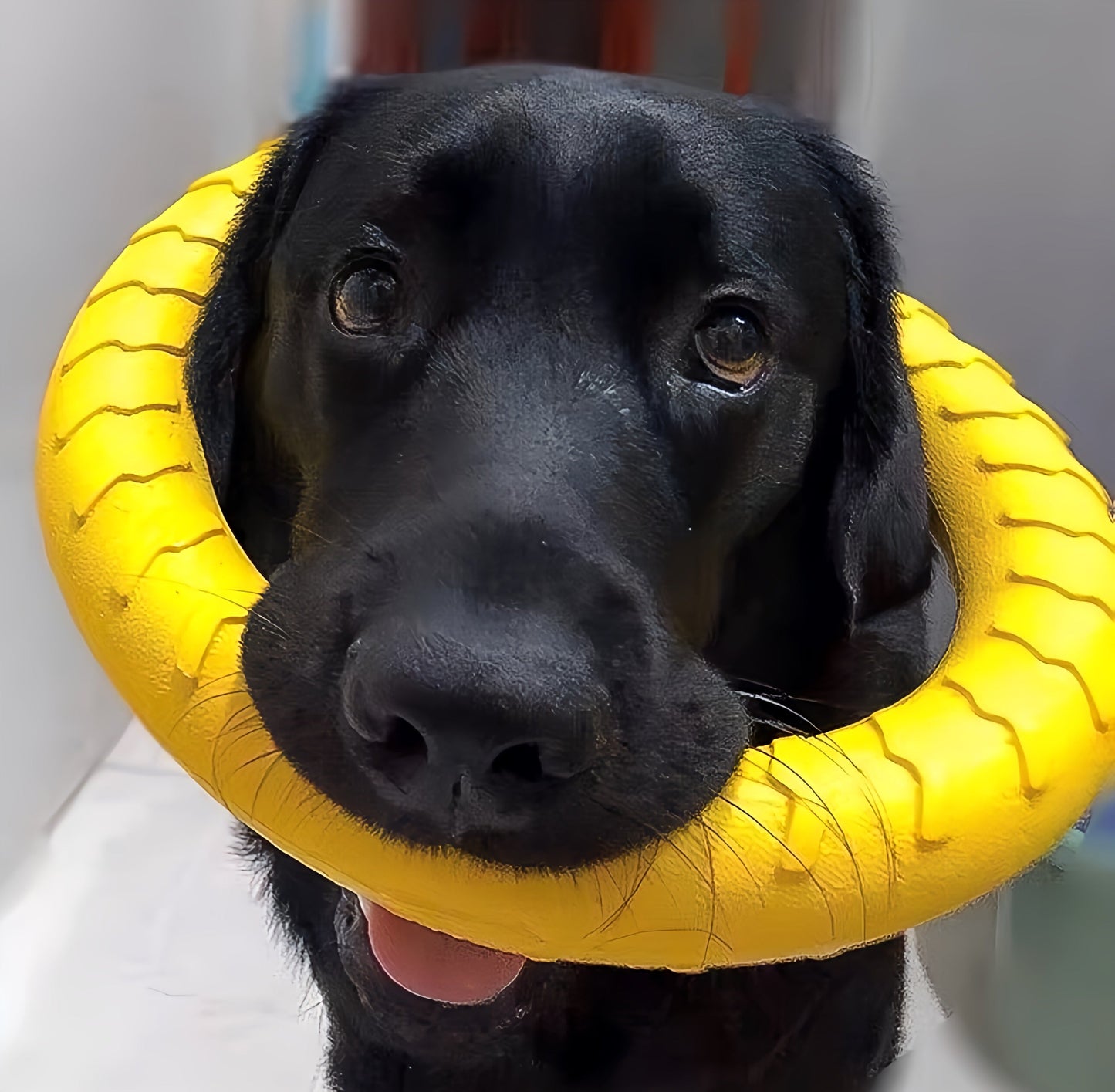 Dog Ring Toy